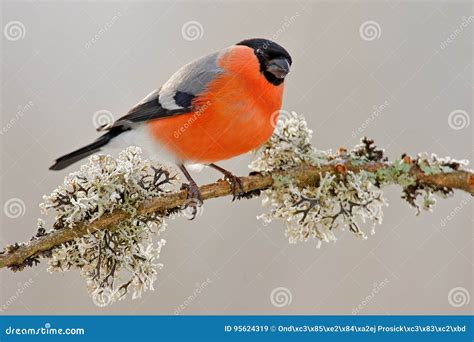 Bullfinch Pyrrhula Pyrrhula Sitting On Yellow Lichen Branch Sumava