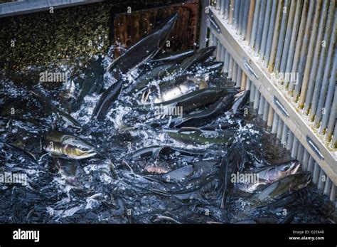 Alaska Hatchery Salmon Hi Res Stock Photography And Images Alamy