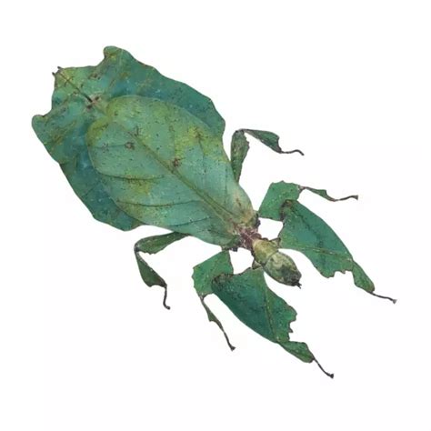 GIANT MALAYSIAN LEAF Insect Phyllium Giganteum Green Specimen F 32