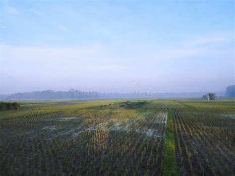 Morning Ricefield Stock Image Image Of Prairie Wetland 263703739