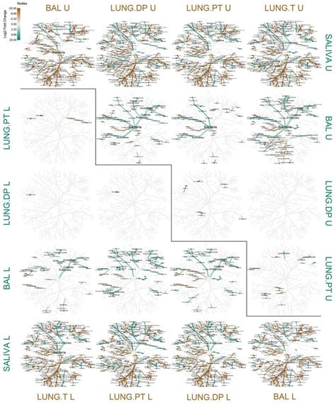 Comparison Of Abundance Between Salivary And Lung Microbiota Relative