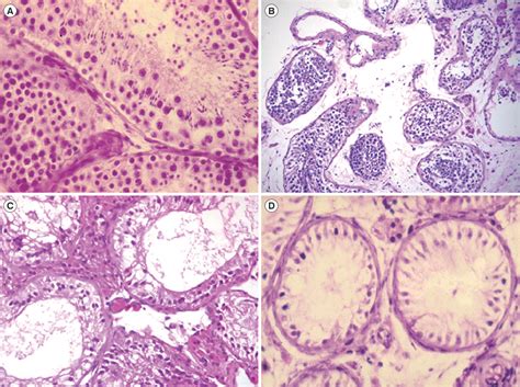 Figure 2 From Novel Method Of Histopathological Analysis After