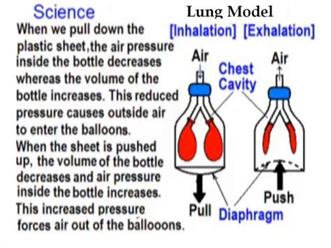 Model Of Lungs With Balloon