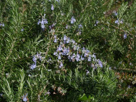 Rosemary Flora Jardim Gulbenkian