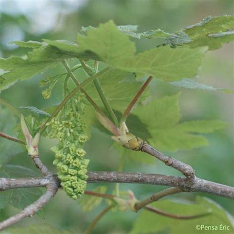 L Érable sycomore Acer pseudoplatanus quelle est cette fleur