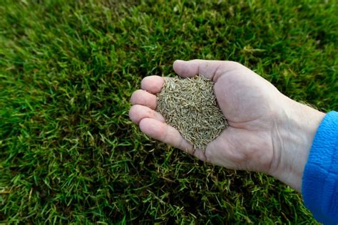 How Long To Stay Off Lawn After Seeding