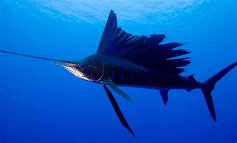 Fastest in the Sea: Sailfish