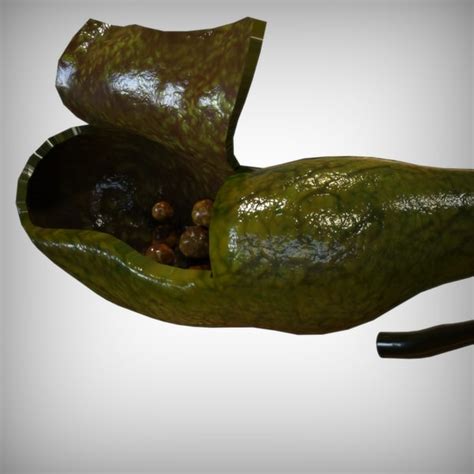 3d Gallbladder Anatomy Model