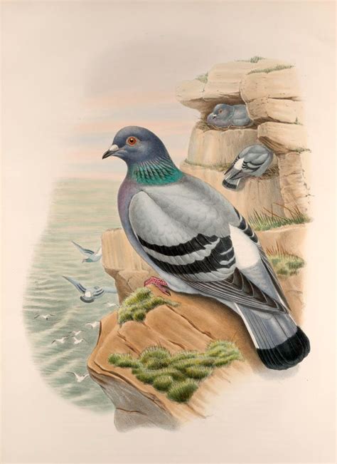 Vintage Seaside Pigeon Illustration Art Pigeon Vintage Birds