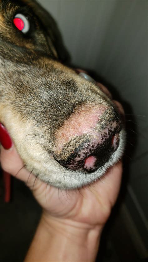 Why Is My Dogs Nose Peeling