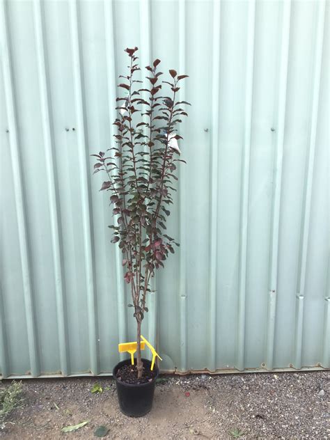 Prunus Cerasifera Nigra Purple Leaf Flowering Plum Nishiki Nursery