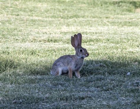 VARIOUS | Strange deformed animals | Galleries | Pics | Daily Express