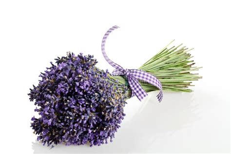 Bouquet Of Lavender Flowers Cut Stock Photo - Image of evergreen, spica ...