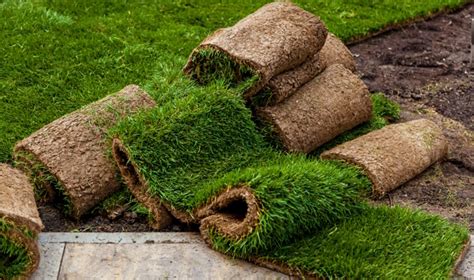 Как выбрать рулонный газон для разных климатических зон: нюансы укладки ...