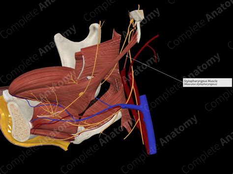 Stylopharyngeus Muscle | Complete Anatomy