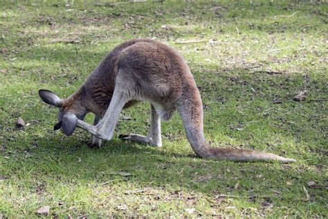 The Red Kangaroo is the Largest of the Marsupials Stock Photo - Image ...