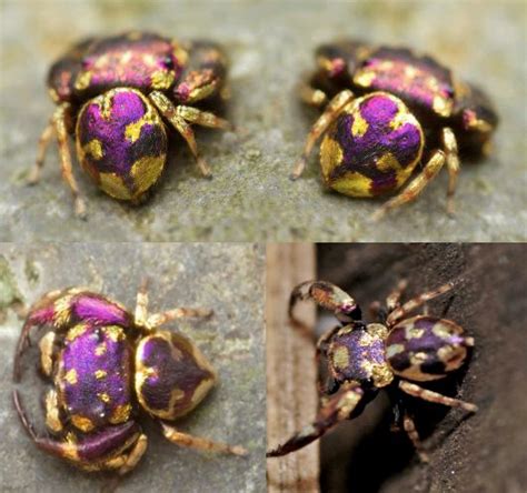 Gold and purple jumping spider from Thailand is so cool : r/spiderbro