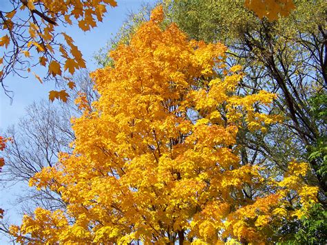 Autumn Leaves Free Stock Photo Public Domain Pictures