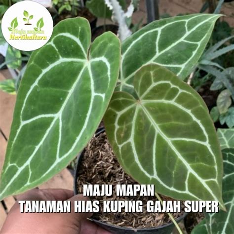 Jual Tanaman Hias Kuping Gajah Bunga Kuping Gajah Shopee Indonesia