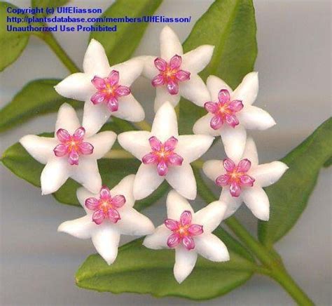 Plantfiles Pictures Hoya Species Miniature Wax Plant Beautiful Hoya