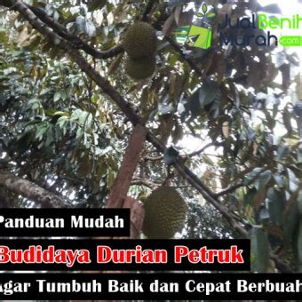 Inilah Panduan Yang Baik Dan Benar Dalam Membudidayakan Tanaman Buah