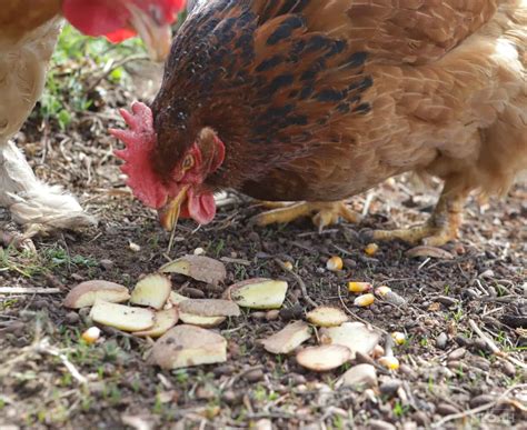 So Can Chickens Eat Potatoes And Raw Potatoes