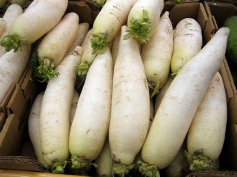 Parcela Enorme Forraje Daikon R Bano Semillas De Supervivencia