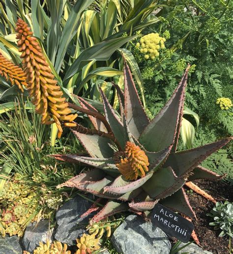 Aloes Plant Care And Collection Of Varieties