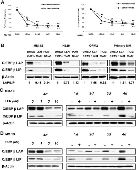 Figure 1 From Imid Immunomodulatory Compounds Block C Ebp{beta