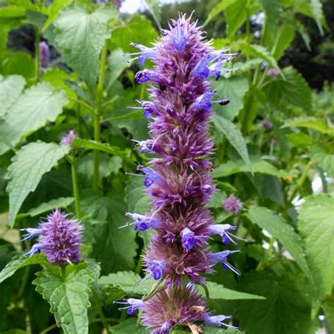 Agastache Liquorice Blue 14cm Garden World Nursery