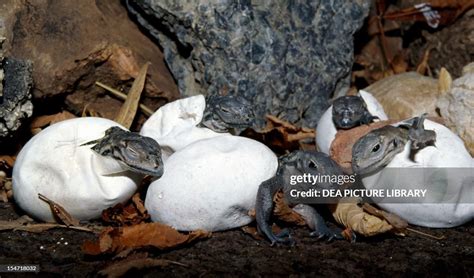 Hatching Rhinoceros Iguana eggs , Iguanidae. News Photo - Getty Images