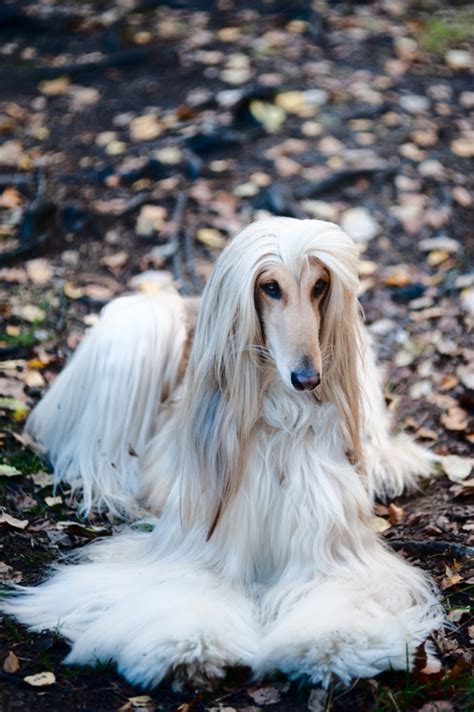 Afghan Hound Breed and Rescue Info - Rescue Pledge