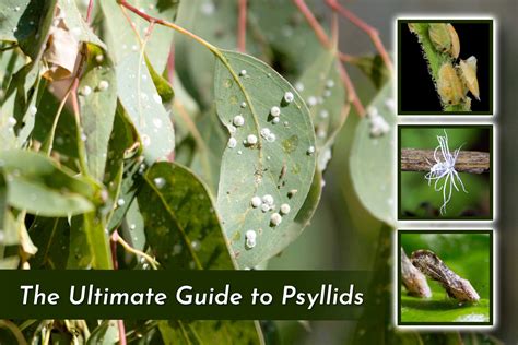 The Ultimate Guide To Psyllids | Organic Labs®