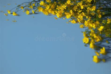 Yellow Flowers on a Blue Background Stock Image - Image of blank, migration: 248127385