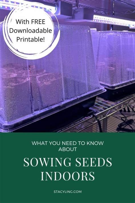 What You Need to Know About Sowing Seeds Indoors - Bricks 'n Blooms ...