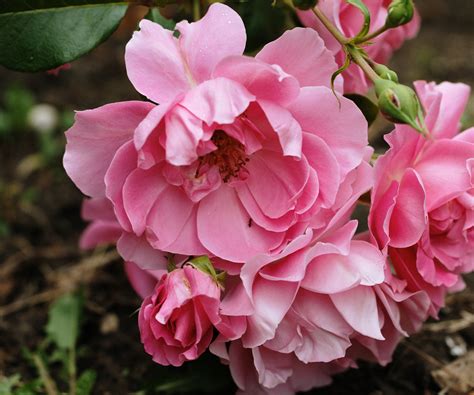 Can roses grow in the shade? Expert gardeners offer advice | Homes and