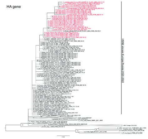 Maximum Likelihood Phylogenetic Tree Of The Ha Gene Segment Obtained