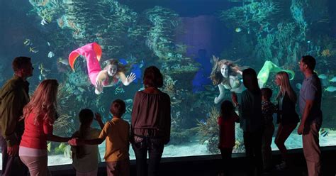 Ripleys Aquarium Mermaids Make A Splash In Gatlinburg