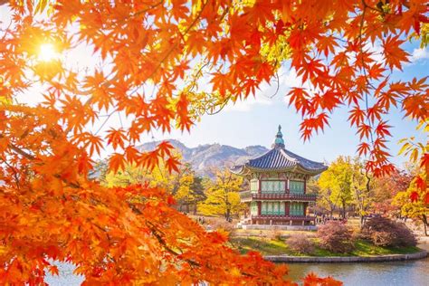 Fall Foliage Forecast Korea 2018 Fall Foliage Korea 2018 When Is Autumn In Korea 5 Living