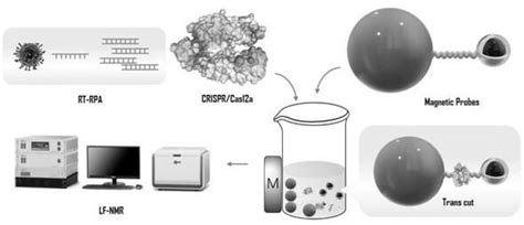 Crisprcas12a介导的低场核磁共振传感检测系统及制备方法与应用与流程