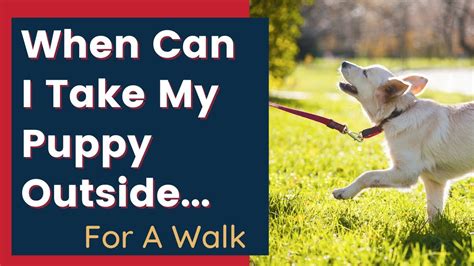 Complete Puppy Walking Guide When How Often Age Breeds Tips