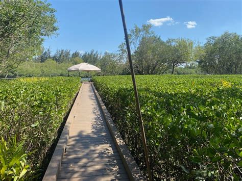 Facts about Mangrove Trees in Florida | Joshua Tree