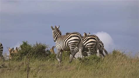 Masai Mara Kenya Lion Goes After A Zebra Youtube