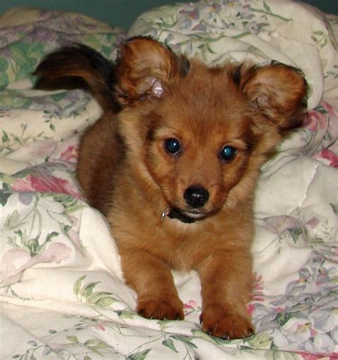 Pomeranian Dachshund Mix Puppies - Pets Lovers