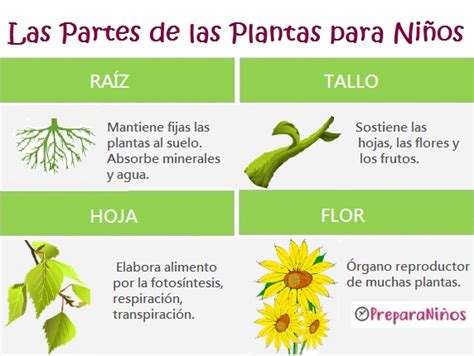 Tipos De Plantas Primaria Dinami