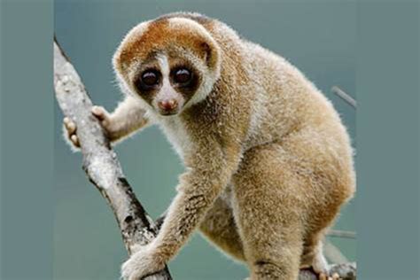 Viral videos of cute, exotic animals may harm threatened species - NBC News