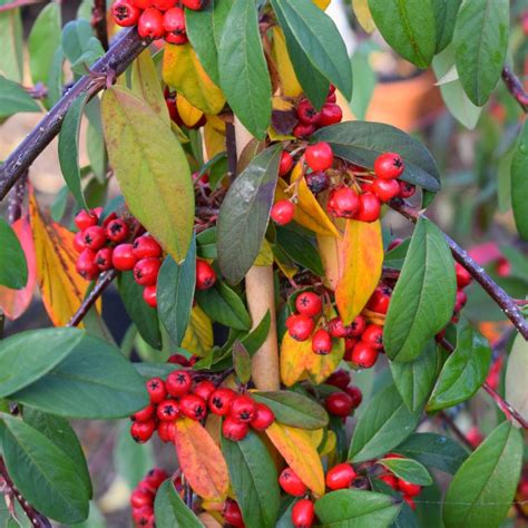 Buy Cotoneaster Hybrid Pendulus 12l Weeping Cotoneaster Tree