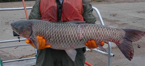 Grass Carp Triploid Ctenopharyngodon Idella Var Triploid Collection Record