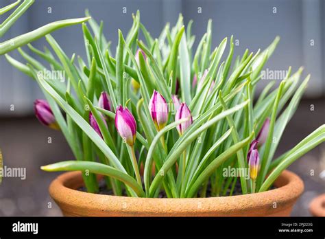 Dwarf Tulips Persian Pearl Pulchella Stock Photo Alamy