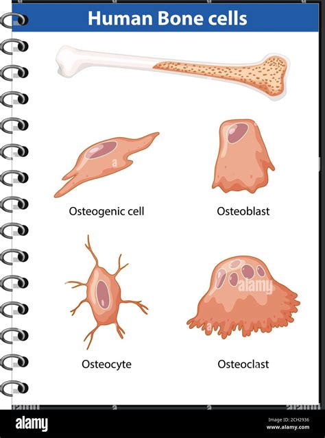 Osteogenic cell anatomy hi-res stock photography and images - Alamy